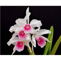 Laelia Purpurata Carnea "Morango" - T3