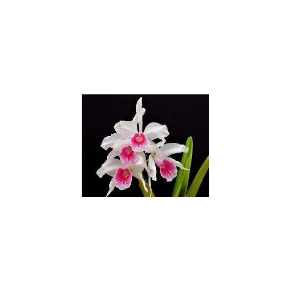 Laelia Purpurata Carnea "Morango" - T3