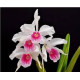 Laelia Purpurata Carnea "Morango" - T3