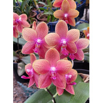 Phalaenopsis Sogo Lawrence - T3