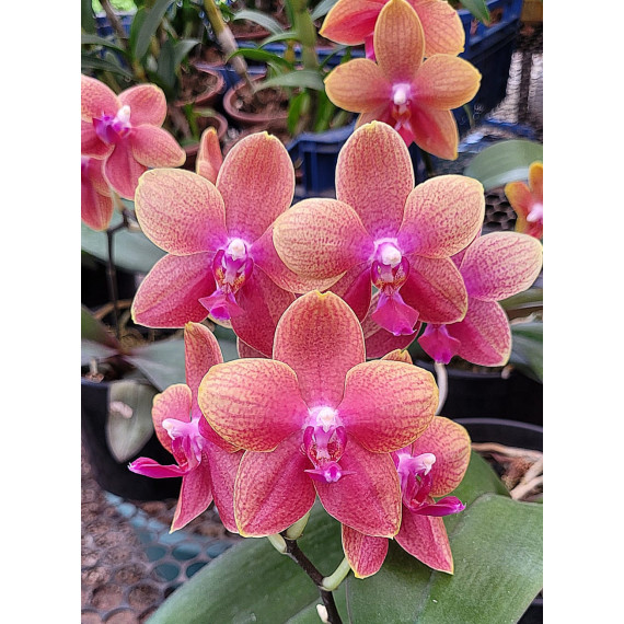 Phalaenopsis Sogo Lawrence - T3