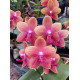 Phalaenopsis Sogo Lawrence - T3