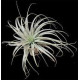 Tilandsia Chapeuensis