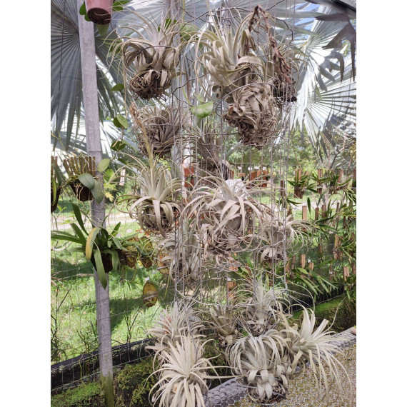 Tilandsia Chapeuensis