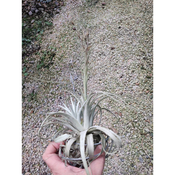 Tilandsia Chapeuensis