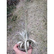 Tilandsia Chapeuensis