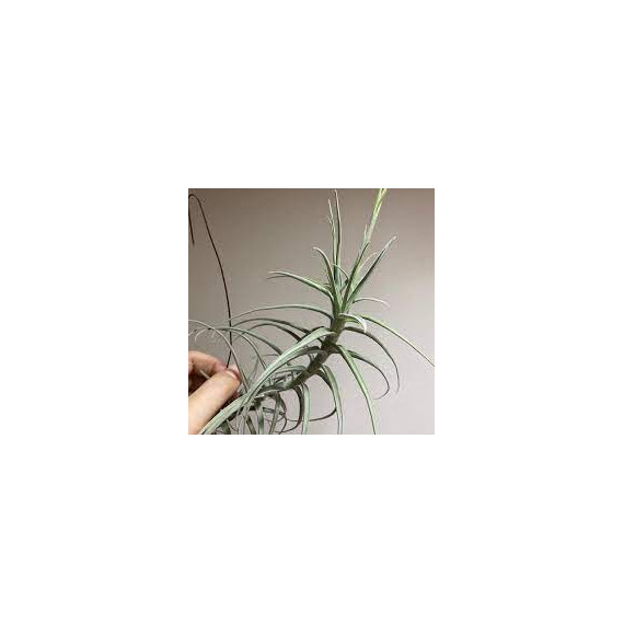 Tilandsia Jequiensis