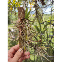 Tilandsia Oliverae