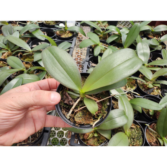 Phalaenopsis Sogo Lawrence - T3