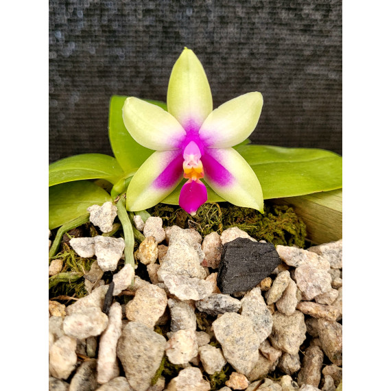 Phalaenopsis Samera - T3
