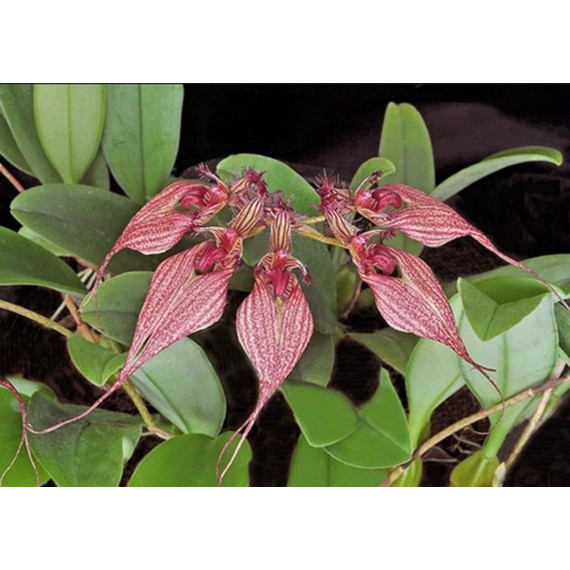 Bulbophyllum Rothschildianum - Nbs
