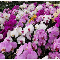 Phalaenopsis GIGANTE (SALDÃO) - AD