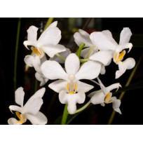 Doritis Pulcherrima var. Alba (AD)