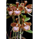 Cattleya Velutina - T3