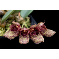 Bulbophyllum Frostii - AD