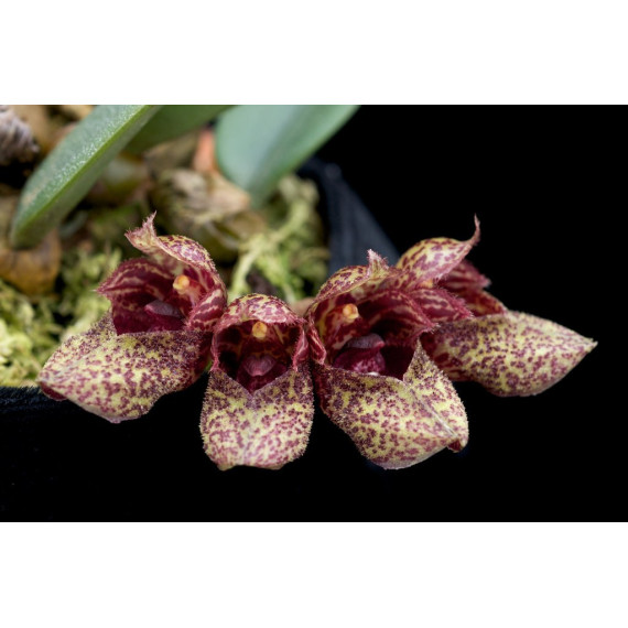 Bulbophyllum Frostii - AD