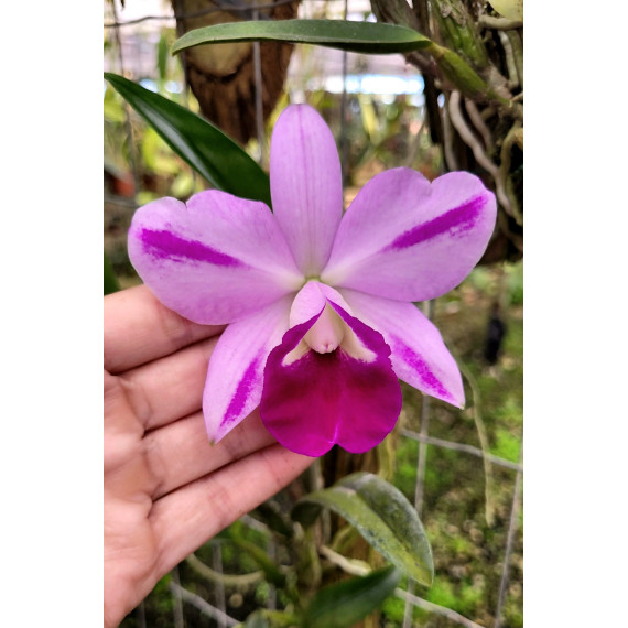 Lc. Mona Pink Hiromi  - NBS