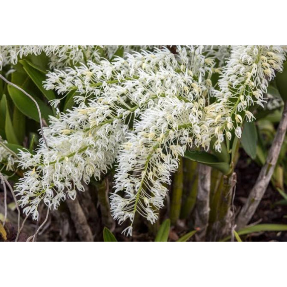 Dendrobium Speciosum - NBS