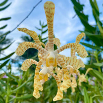 Arachnis Yellow Ribbon - Ad