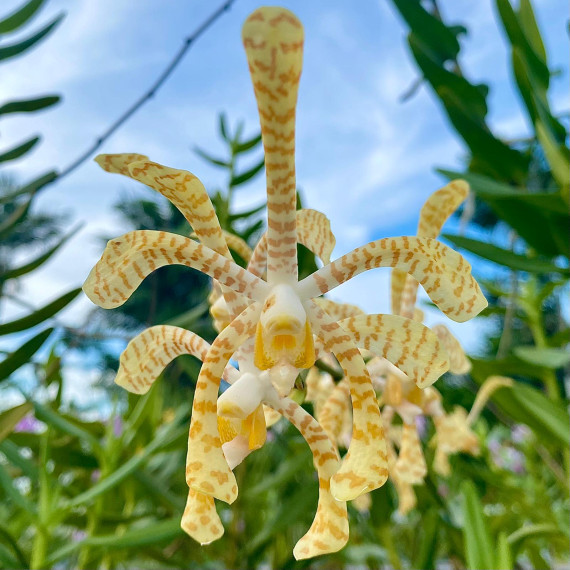 Arachnis Yellow Ribbon - Ad