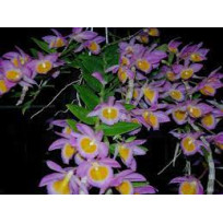 Dendrobium Lodigesii