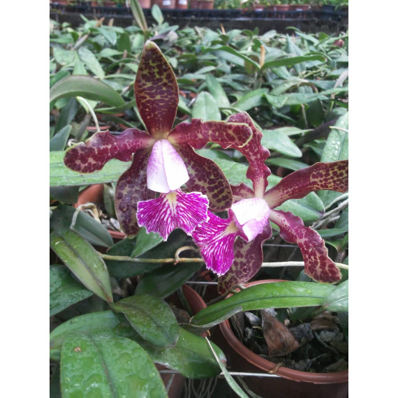 Cattleya Schilleriana - T3