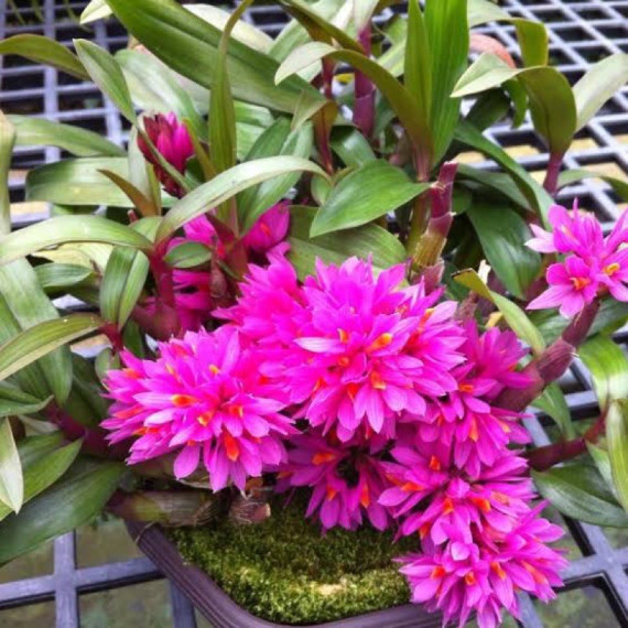 Dendrobium Hibiki - muda