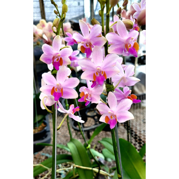 Doritis Pulcherrima Lilácea - Haste Floral