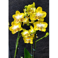 Phalaenopsis Sogo Shito - Com 2 Hastes Florais
