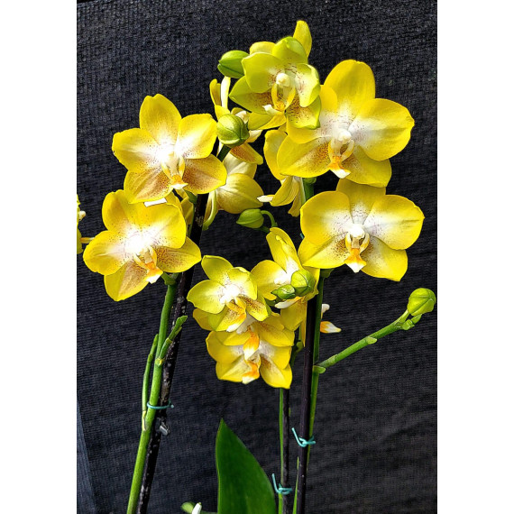 Phalaenopsis Sogo Shito - Com 2 Hastes Florais