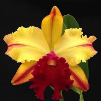 Blc. Toshie Aoki Wine Flare - AD
