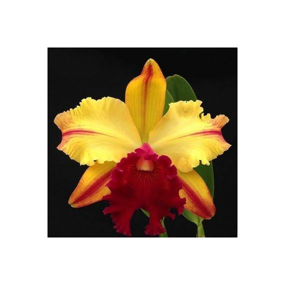 Blc. Toshie Aoki Wine Flare - AD