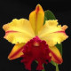 Blc. Toshie Aoki Wine Flare - AD