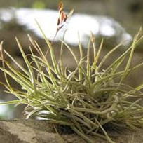 Tilandsia Recurvata