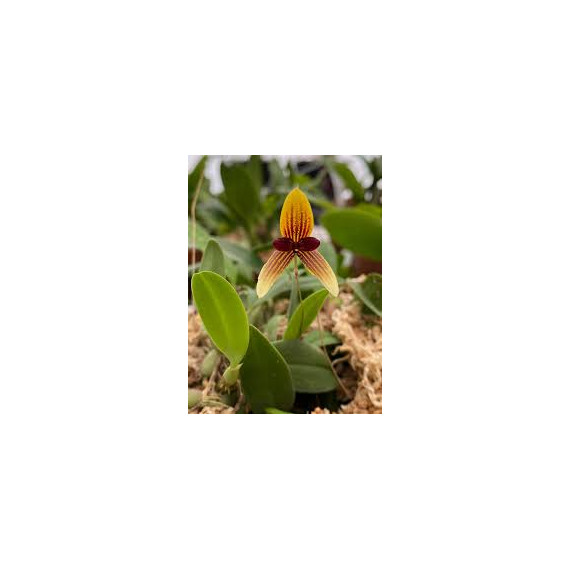Bulbophyllum Pardalotum - AD