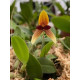 Bulbophyllum Pardalotum - AD