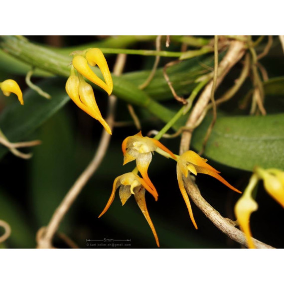 Bulbophyllum Labuanum  - AD