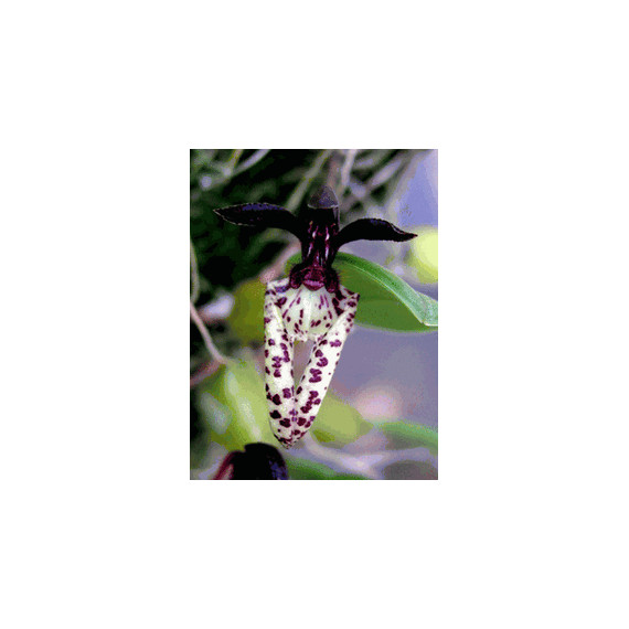 Bulbophyllum Breviscarpum - AD