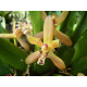 Maxillaria Rufescens - AD