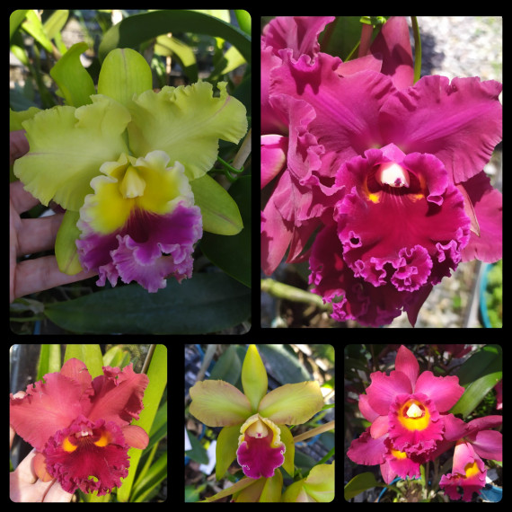 Cattleya "Surpresa" 1 UNID (ESPATANDO)