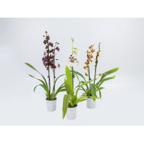Orquídea Havaiana (AD) - 1 unidade