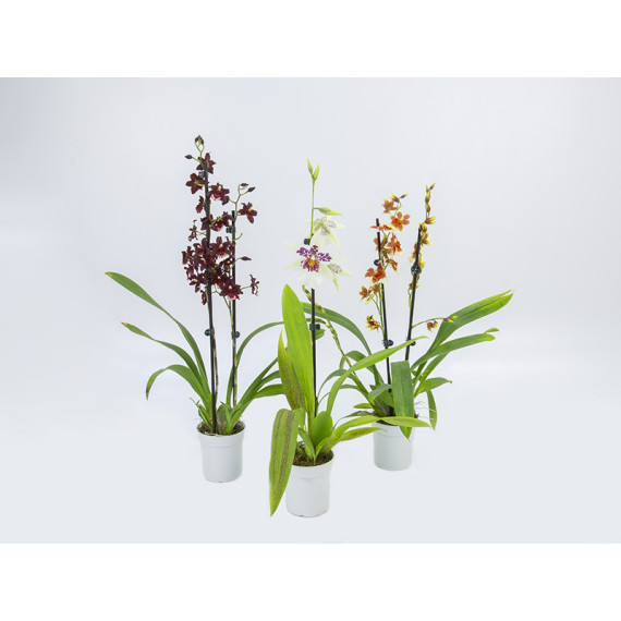 Orquídea Havaiana (AD) - 1 unidade