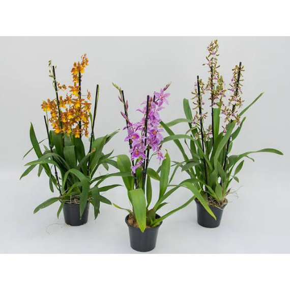 Orquídea Havaiana (AD) - 1 unidade