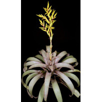 Vriesea Saundersii - AD