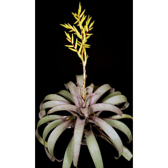 Vriesea Saundersii - AD