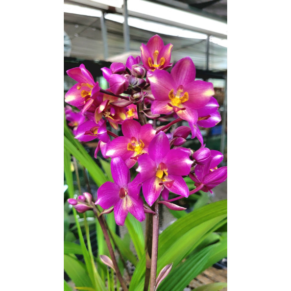 Spathoglottis Cabaret - AD