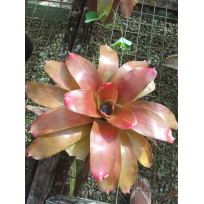 Neoregelia Valentina