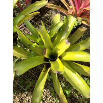 Neoregelia Verde Sul