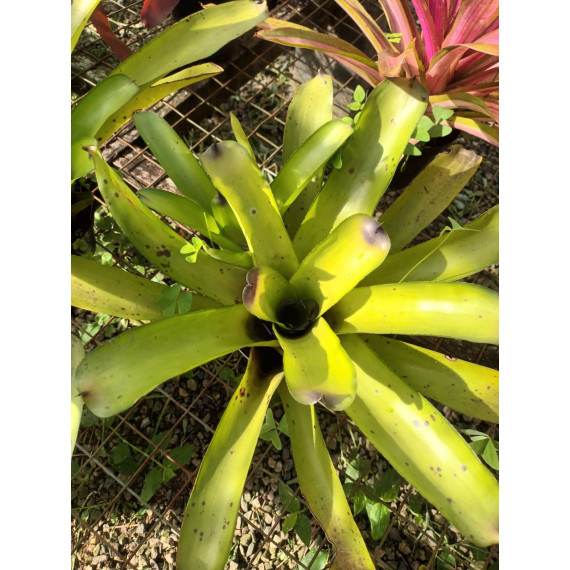 Bromélia Aechmea Santa Catarina