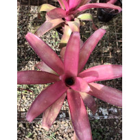 Bilbergia Pink